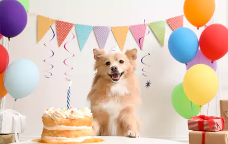 Wat hawwe jo nedich foar in jierdeifeestje foar húsdieren?